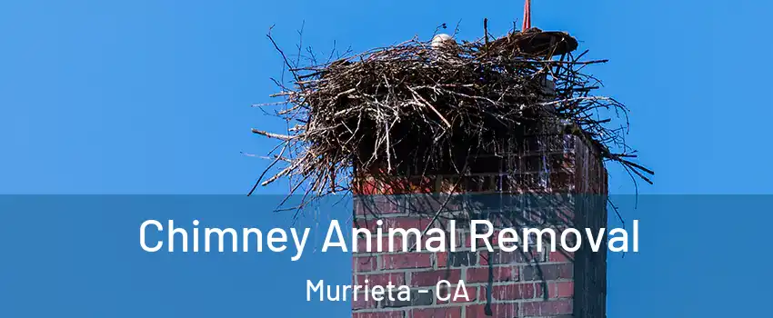 Chimney Animal Removal Murrieta - CA