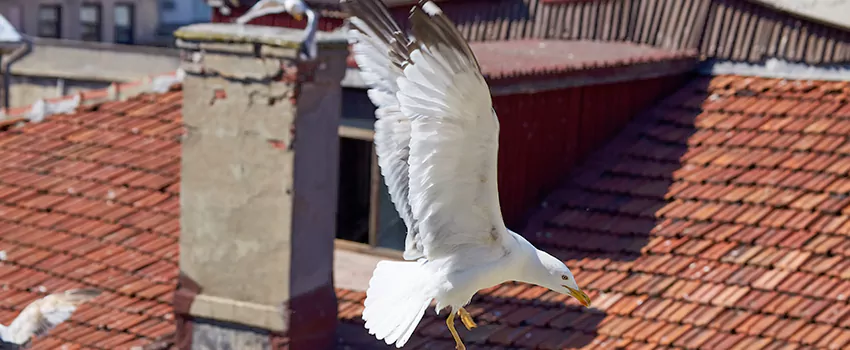 Residential Chimney Animal Removal Solution in Murrieta, CA