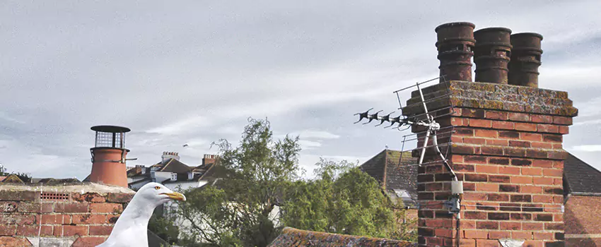 Chimney Cleaning And Restoration in Murrieta, California